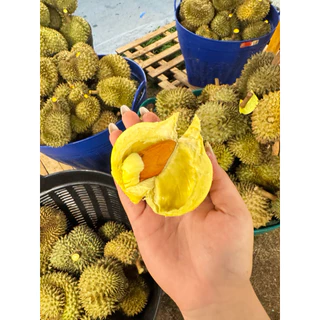 ทุเรียนภูเขาไฟศรีสะเกษ ขนาด 8 ขีด - 1.8 กิโลกรัม หวานหอมเนื้อนุ่มคัดพรีเมียมAAA