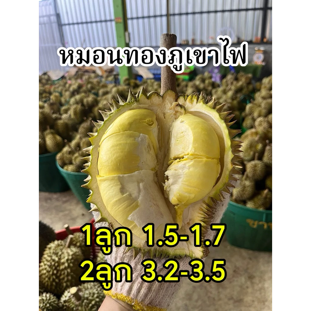 ทุเรียนภูเขาไฟจิ๋ว ขนาดเล็กเน้นเนื้อไม้เน้นทรง 1-3ลูก