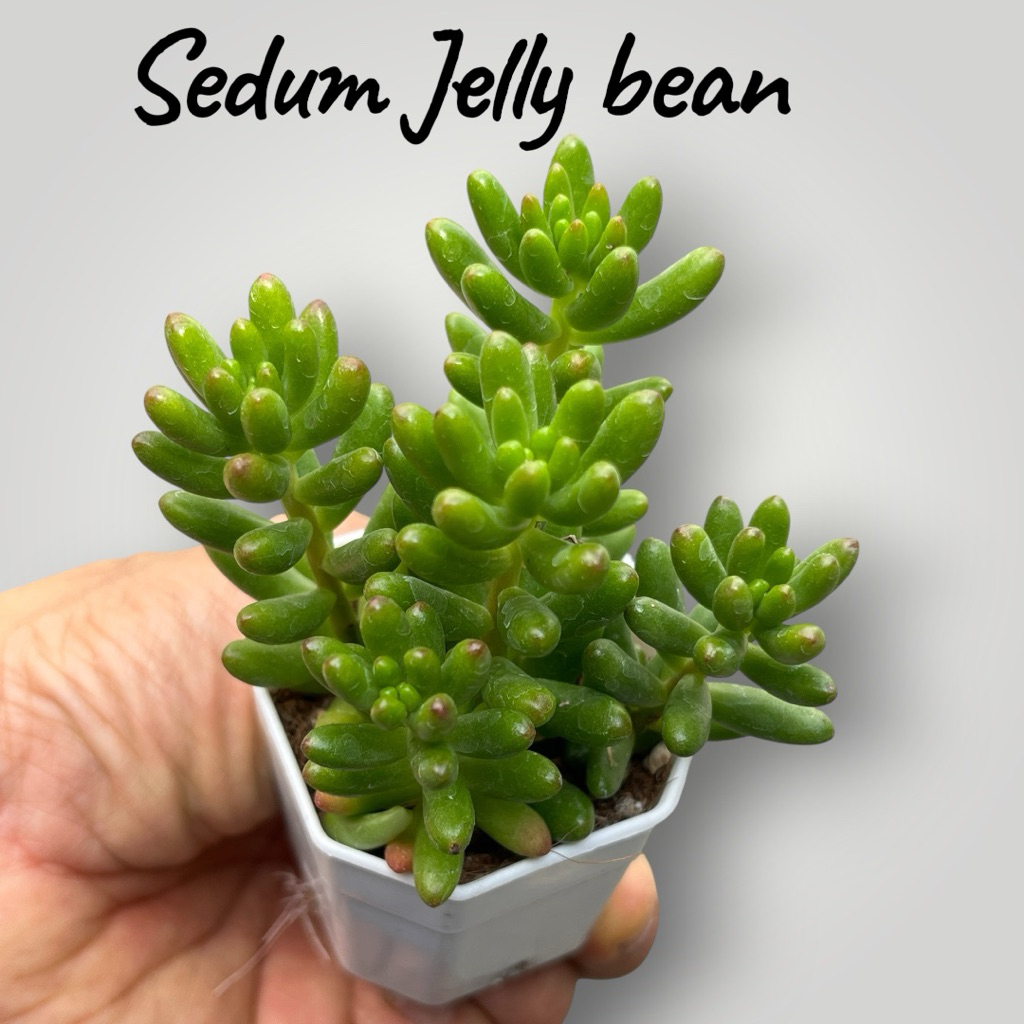 Pink jelly bean Sedum (3 ต้น) ไม้อวบน้ำ น่ารักๆ กระถาง 2 นิ้ว