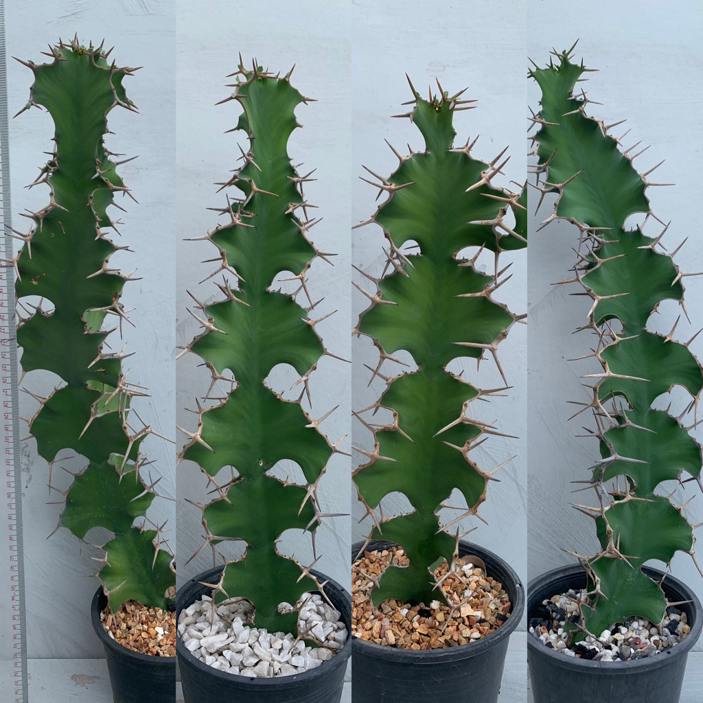 ยูโฟเบียเขาวัว (Euphorbia Grandicornis “Cow Horn”)