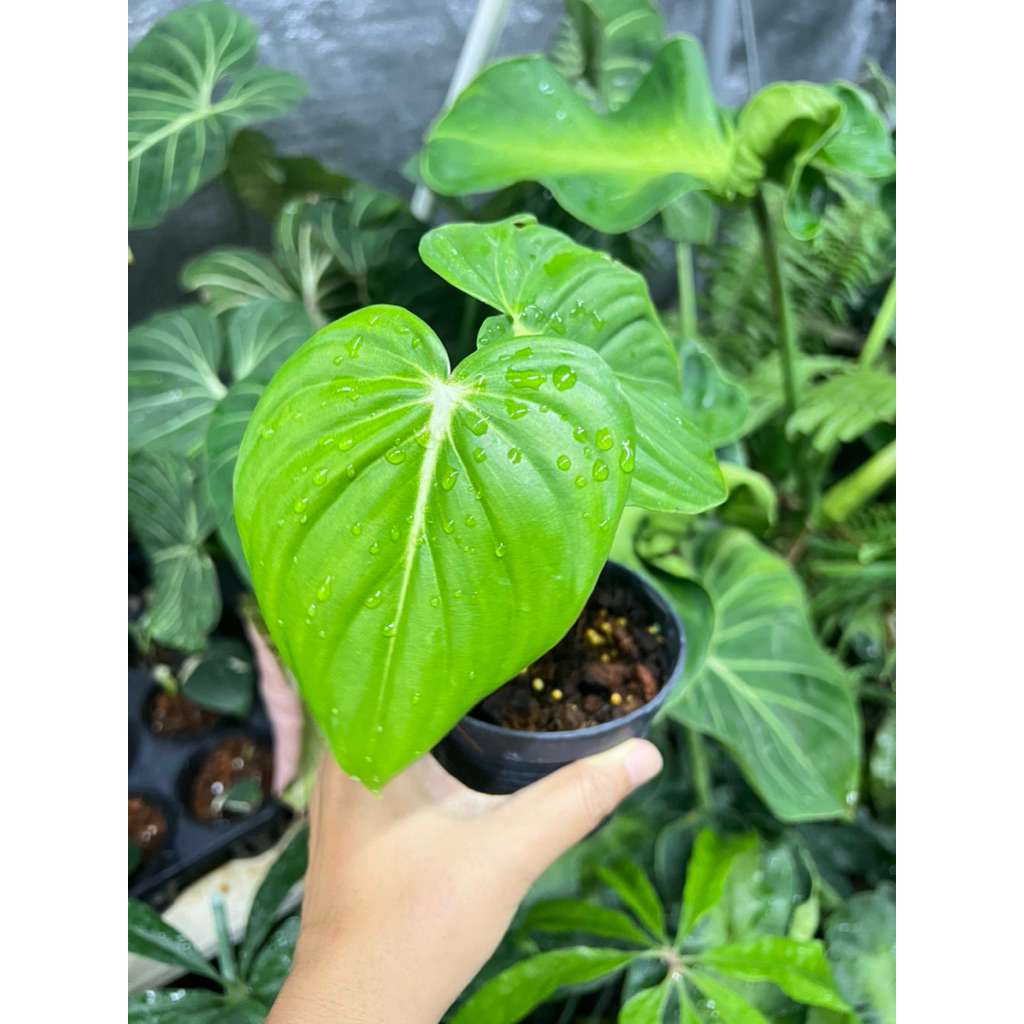 Philodendron McDowell ฟิโลแมคโดเวล
