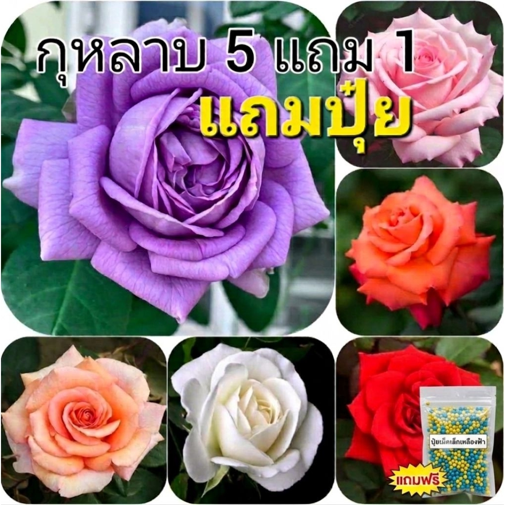 ซื้อ 5 แถม 1 กุหลาบ ต้นกุหลาบ กิ่งกุหลาบ (ส่ง 2 ต้นขึ้นไป) เลือกสายพันธุ์ได้ สายพันธุ์ต่างประเทศ ไม้ดอกไม้ประดับ ไม้แดด