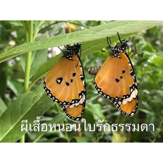 ชุดเลี้ยงหนอนผีเสื้อ ส่งจาก กทม