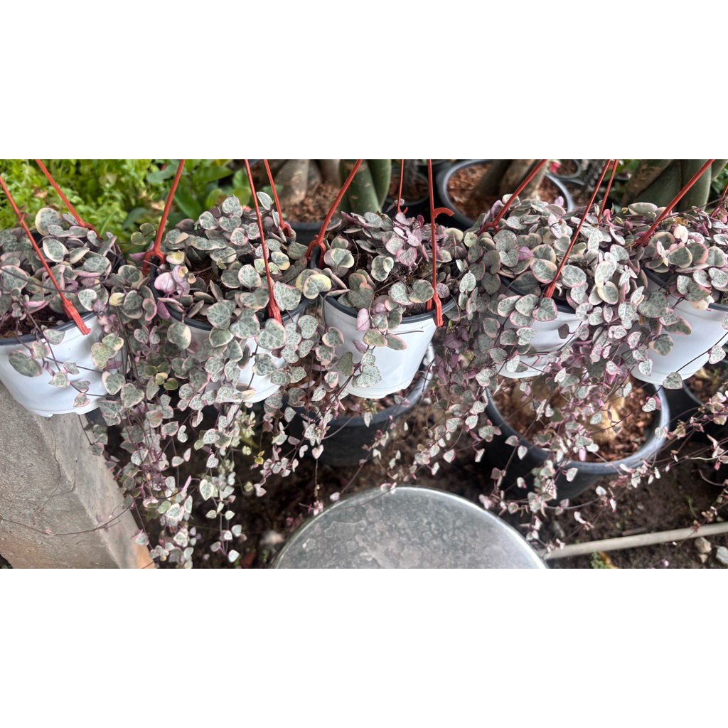 #สายป่านดวงใจใบด่าง  ชมพู ในกระถางพร้อมแขวน  (String of Hearts) (variegated)  วิธีดูแล ต้นสายป่านดวงใจ ❤️❤️