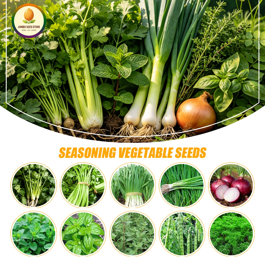 เมล็ดพันธุ์ผักปรุงรส ผักชี หัวหอม ต้นหอม กุยช่าย ออริกาโน่ โหระพาSeasoning Vegetable Seeds For Culti