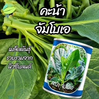 เมล็ดพันธุ์ คะน้า จัมโบ้เอ ตราลูกโลก