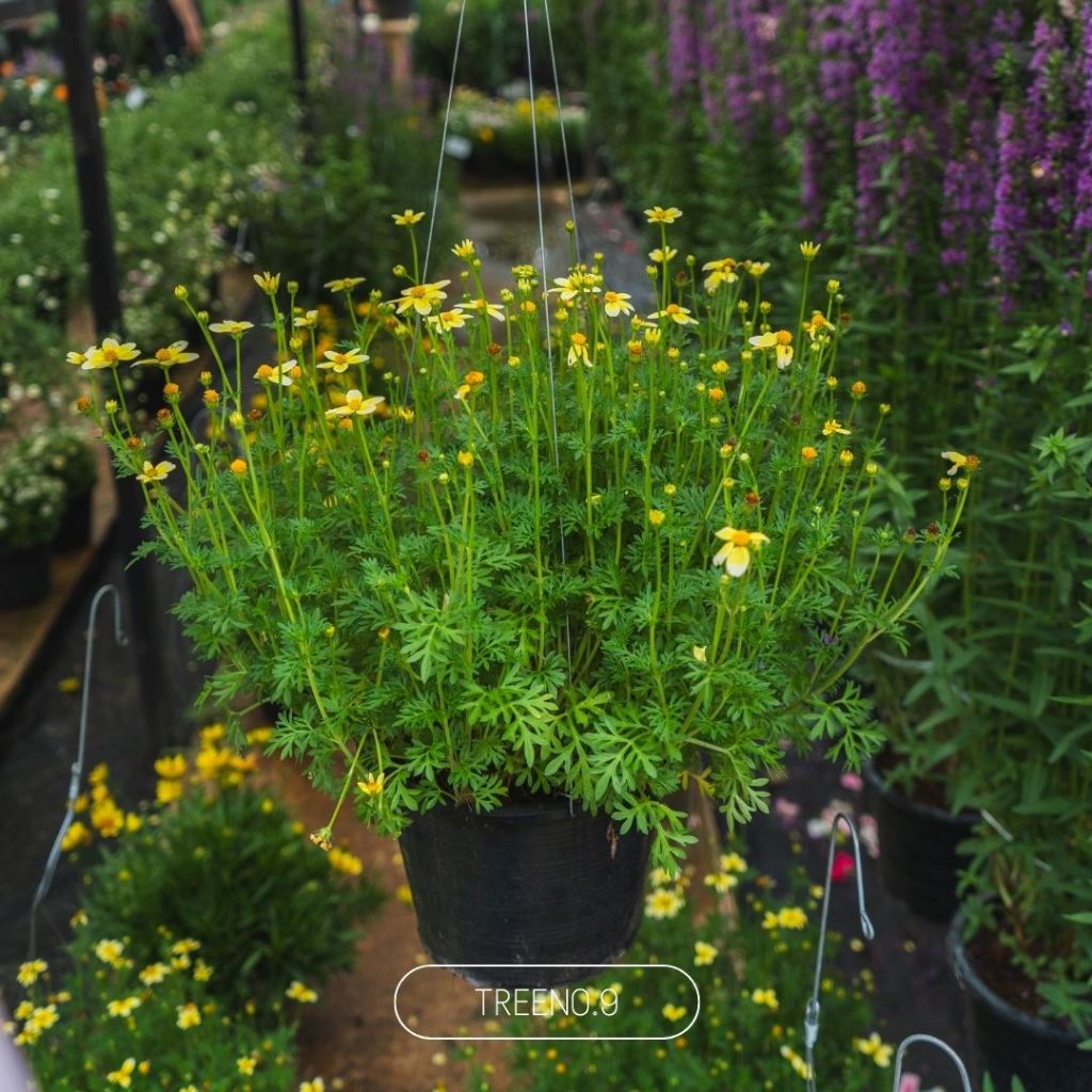 Treeno.9 T499 ไบเด้นส์ขาวเหลือง กระถางแขวน 8 นิ้ว  (Bidens) สูง 20-25 เซน ดอกไม้หายาก พุ่มแน่น สีสันสดใส