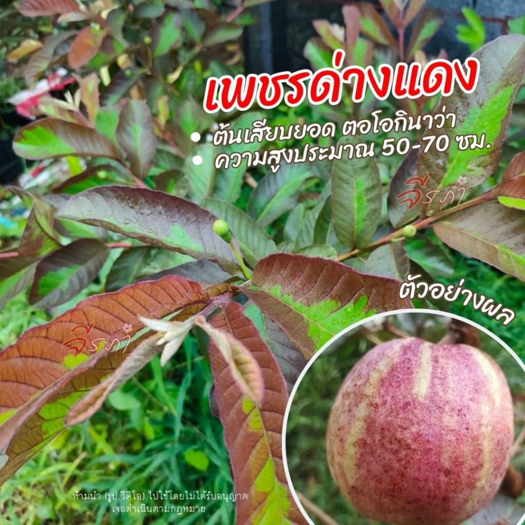 ต้นฝรั่ง "เพชรด่างแดง" เสียบยอดตอโอกิ สูงประมาณ 50-70 เซน