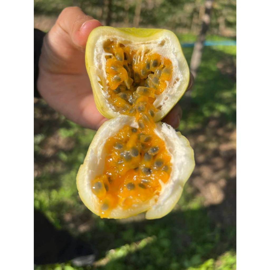 (สำหรับปลูก) เมล็ดพันธุ์เสาวรสเหลืองหวาน 30 เมล็ด เสาวรสน้ำผึ้ง เสาวรสหวาน เมล็ดพันธุ์แท้!!