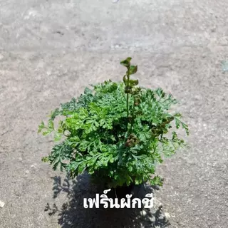 เฟิร์น รวมเฟิร์น รวมเฟริ์น หลายสายพันธุ์
