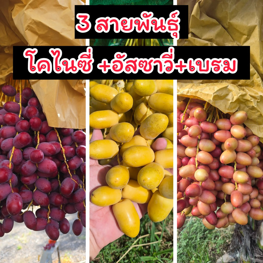 อินทผลัม 1 กิโล เซต 3สายพันธุ์ (โคไนซี่+อัสซาวี่+เบรม) ผลไม้สดๆจากสวน