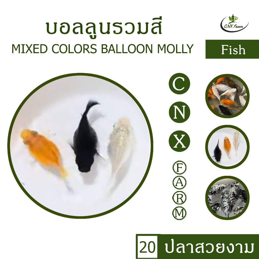อาหารปลาบอลลูนรวมสี Mixed Colors Balloon Molly