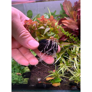 [MIN]Ludwigia red skeleton ไม้น้ำกลาง-หลัง สีส้มมีลวดลาย เอาไว้สำหรับตัดสีแดงททำให้ดูไม่เบื่อ แบบwabi แค่วางจบ