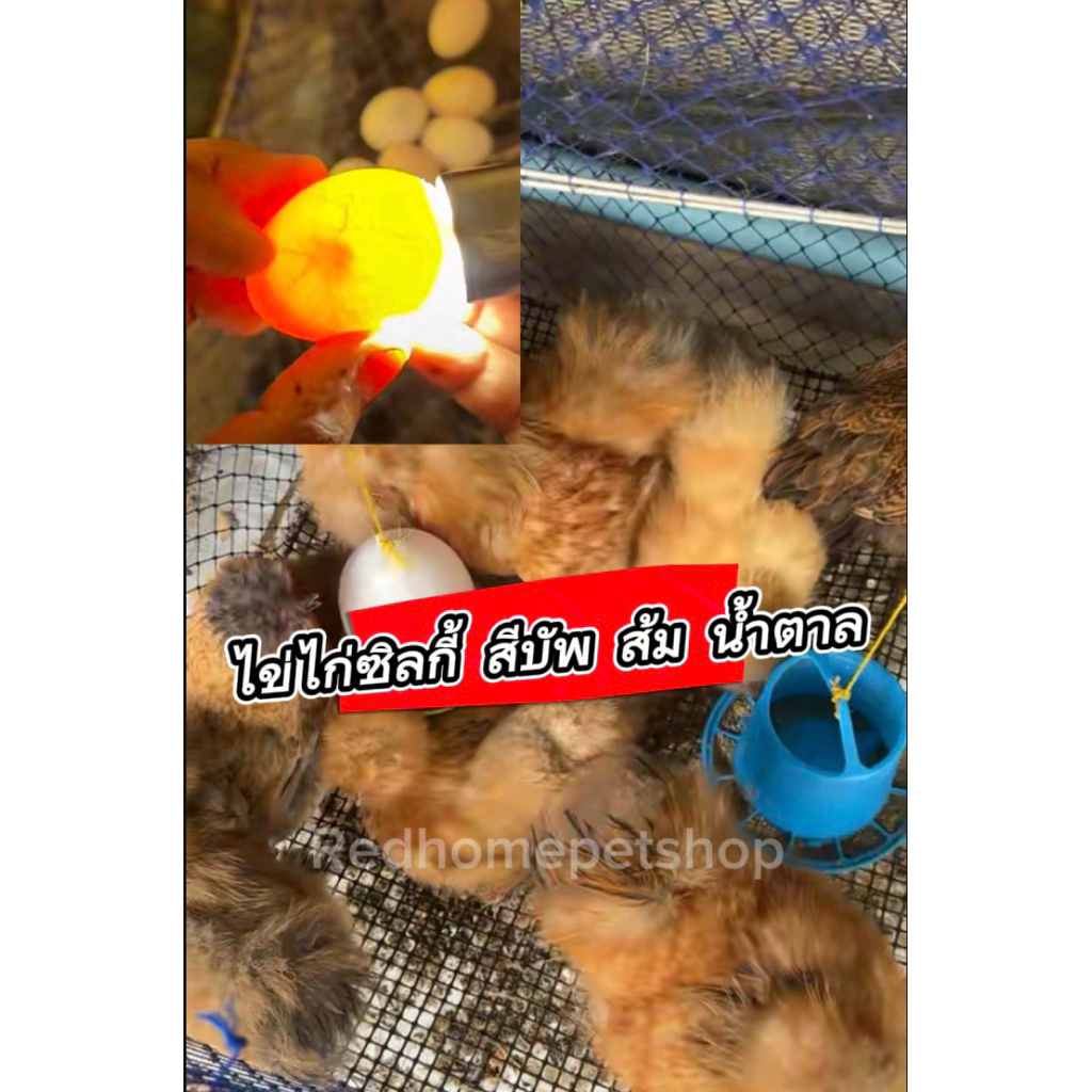 ไข่เชื้อไก่ซิลกี้ สีส้ม น้ำตาล บัพ ราคาต่อ 1 ฟอง (ซื้อ 6 ฟอง แถม 2 ฟอง)