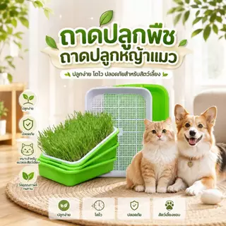 Boqi Factory กระถางปลูกพืช หญ้า สําหรับสัตว์เลี้ยง แมว ขนมขบเคี้ยว กล่องปลูกพืช PET-003