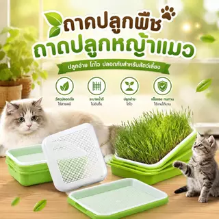 Boqi Factory กระถางปลูกพืช หญ้า สําหรับสัตว์เลี้ยง แมว ขนมขบเคี้ยว กล่องปลูกพืช PET-003