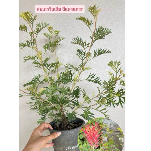 สนเกรวิลเลีย แดงแคระ (พุ่มเตี้ย)-Grevillea 5.5 นิ้ว