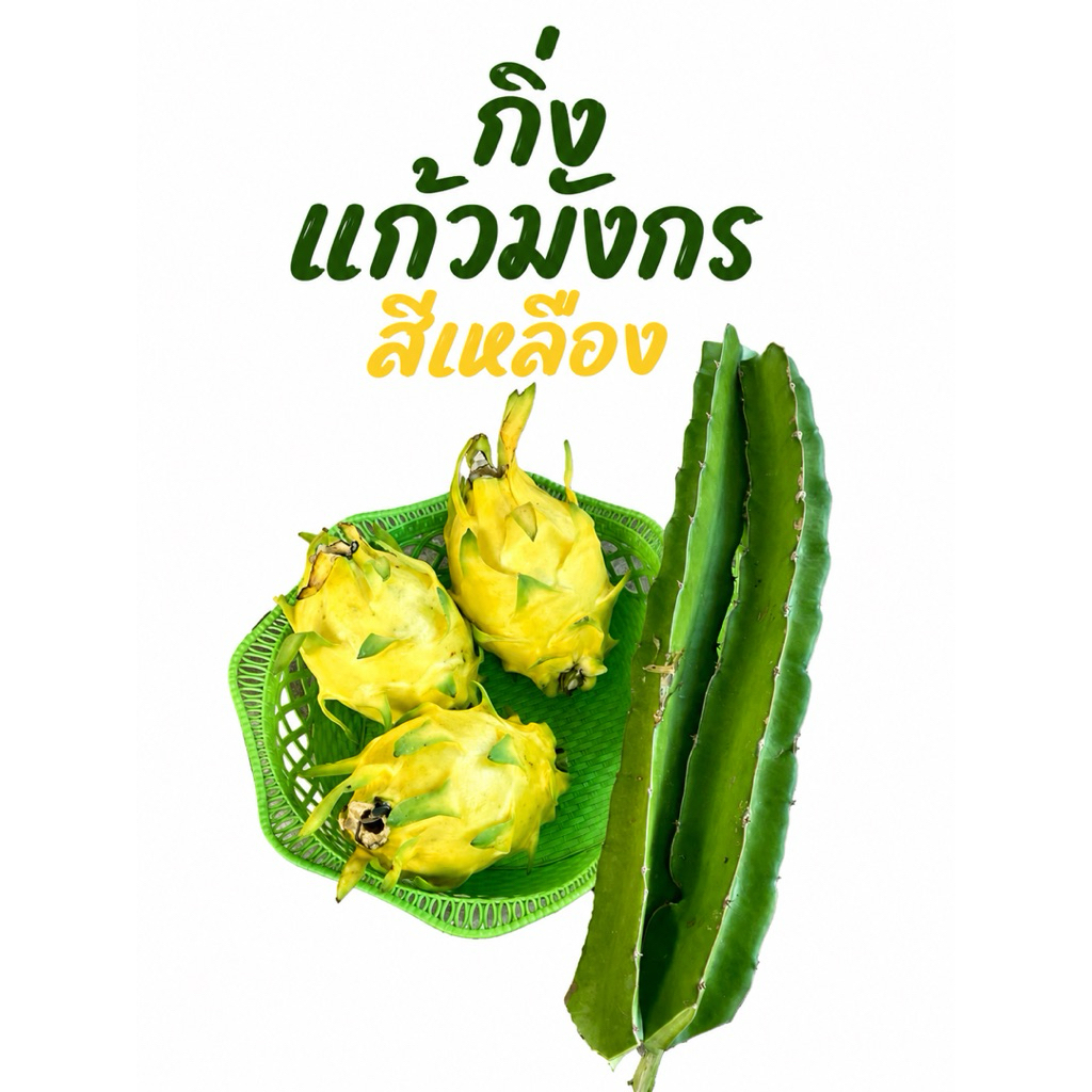 กิ่งแก้วมังกรสีเหลือง ชุด 4 กิ่ง 99 บาท