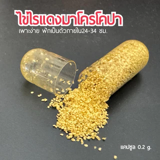 KPK ไข่ไรแดงมาโครโคปา Macrocopa (แคปซูล 0.2 กรัม)