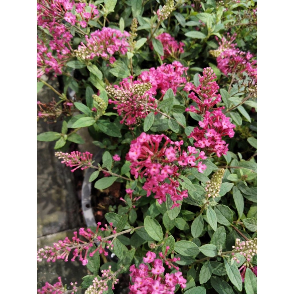 ราชาวดีสีแดง แคระ มีกลิ่นหอม Butterfly Bush 📌📌 🆕 arrive