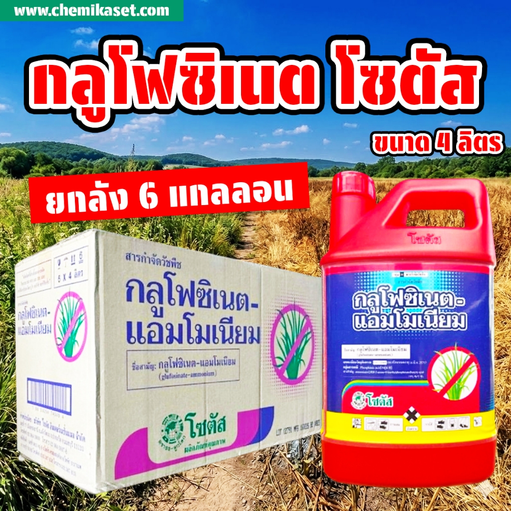 (ยกลัง6แกลลอน) กลูโฟซิเนต โซตัส 4 ลิตร สารกำจัดหญ้าทุกชนิด ใบกว้างและใบแคบ ออกฤทธิ์เผาไหม้และดูดซึม