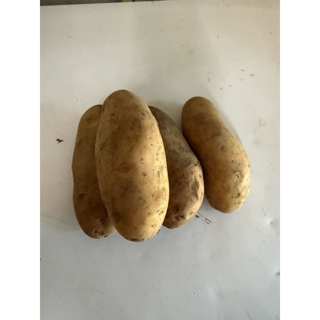 [สินค้าพร้อมส่งด่วน]มันฝรั่ง(เลอะดินต้องล้างเองค่ะ)  500-600 กรัม