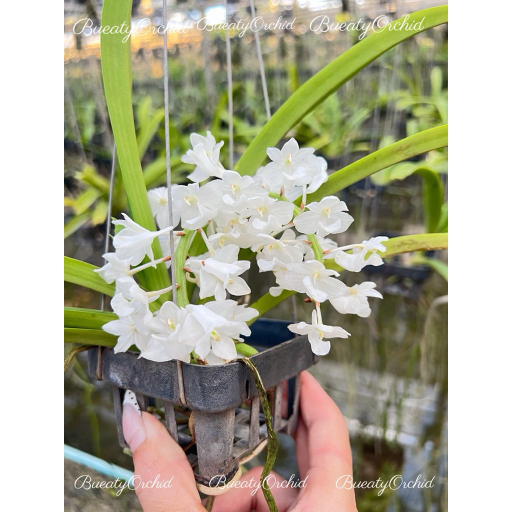 กล้วยไม้ ไอยเรศเผือก Rhynchostylis retusa “alba”