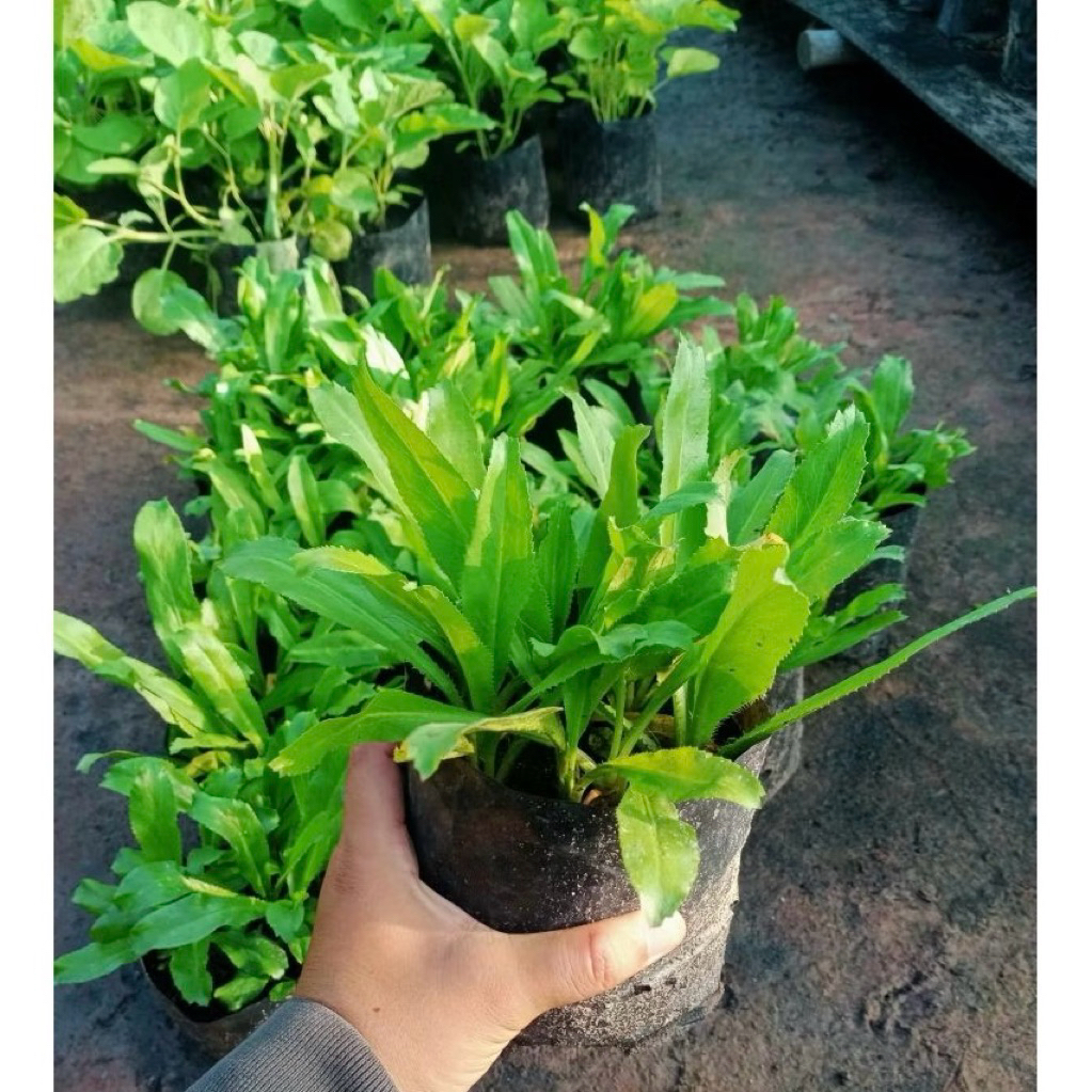 🌿 ต้นผักชีฝรั่ง พร้อมปลูก พร้อมเก็บกิน 🌿 5 แถม 1