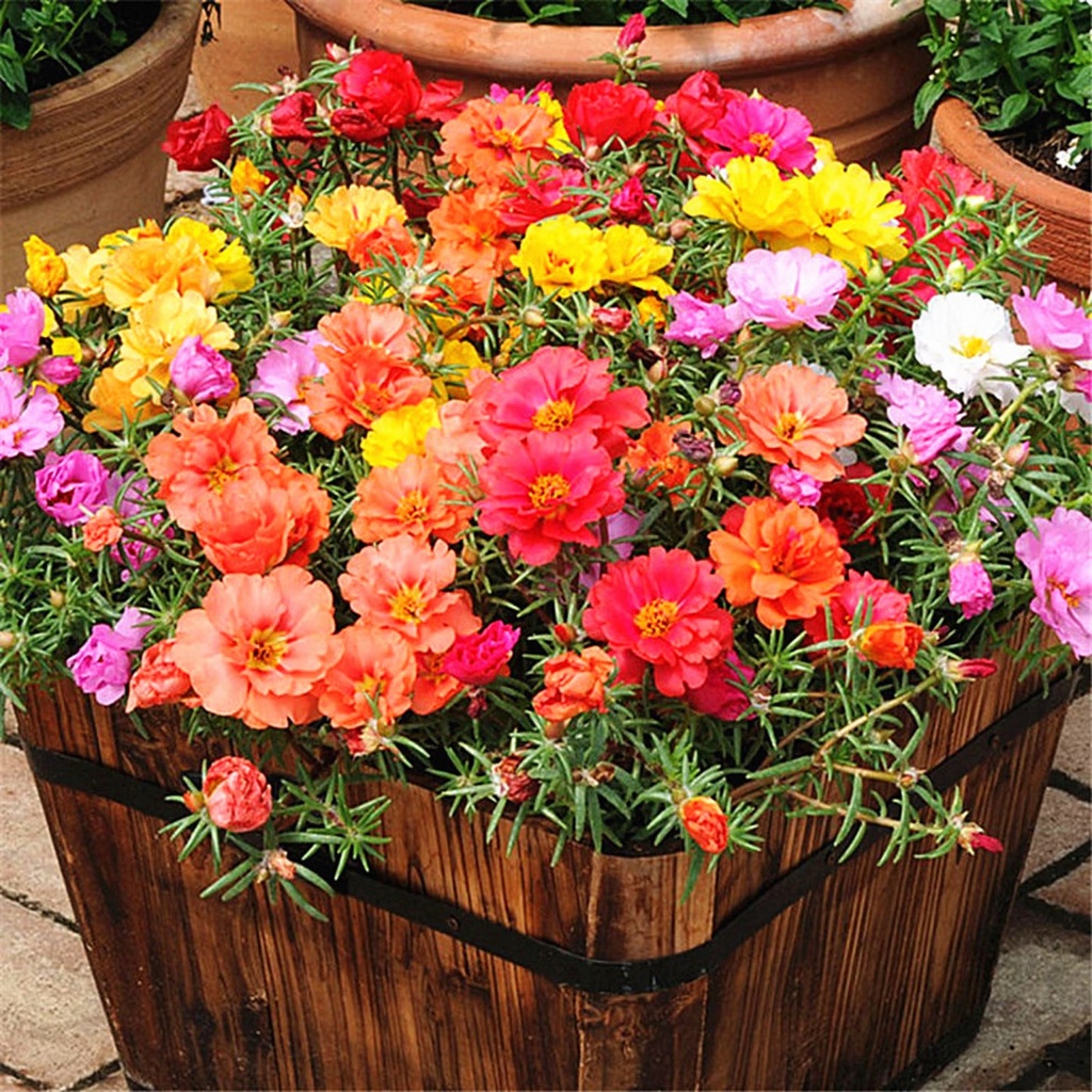 เมล็ดพันธุ์ดอกไม้ คุนนายตื่นสาย กลีบซ้อนคละสีบรรจุ 300+เมล็ด Portulaca Seed [ 10 เเถม 1 คละได้ ]
