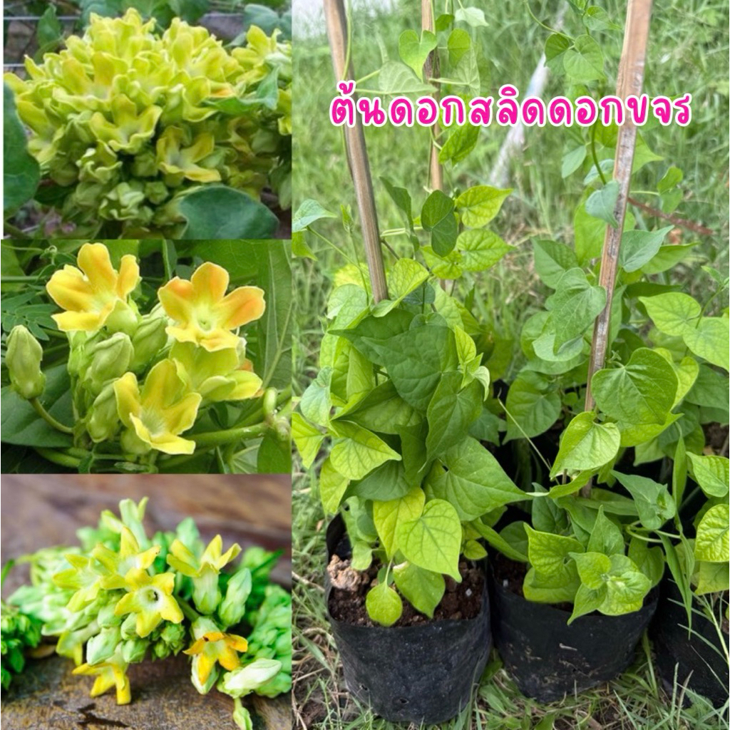 ต้นดอกสลิดหรือดอกขจร (ชุด3ถุงใหญ่) พร้อมส่ง