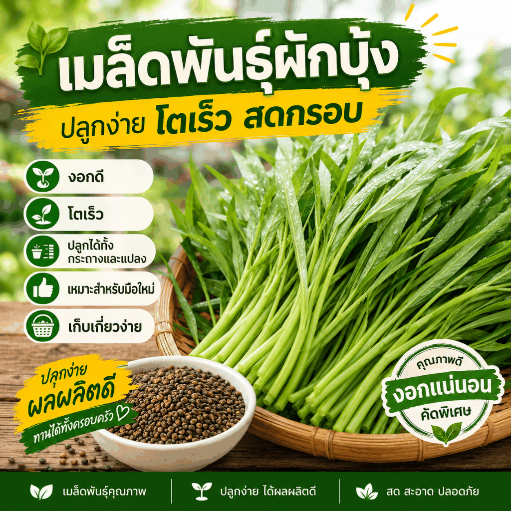 เมล็ดผักบุ้ง บรรจุ 100 เมล็ดต่อซอง ทนร้อน โตเร็ว ตัดเก็บยอดซ้ำได้ ปลูกดินและปลูกน้ำได้ เหมาะสวนผักและกระถางระเบียง