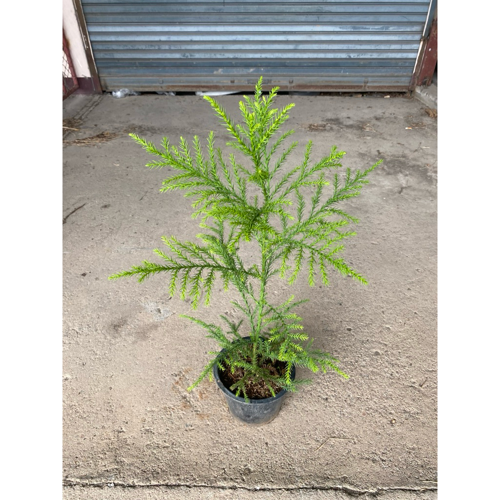 ต้นสนซูงิ (Japanese Cedar) หรือ สนหอมญี่ปุ่น สูงประมาณ 40-50 เซนติเมตร