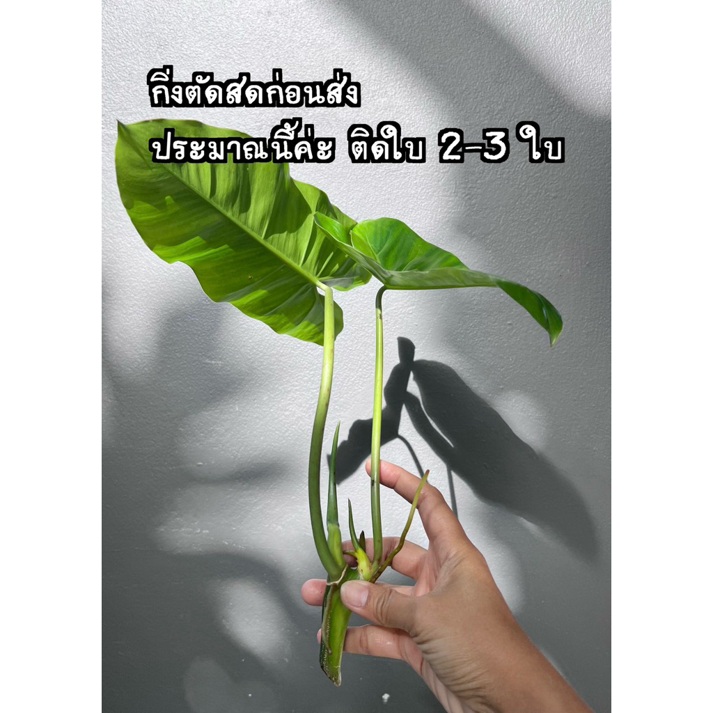 กิ่งตัดสด ฟิโลเดนดรอน / มรกตหยก ไม้มงคลและฟอกอากาศ