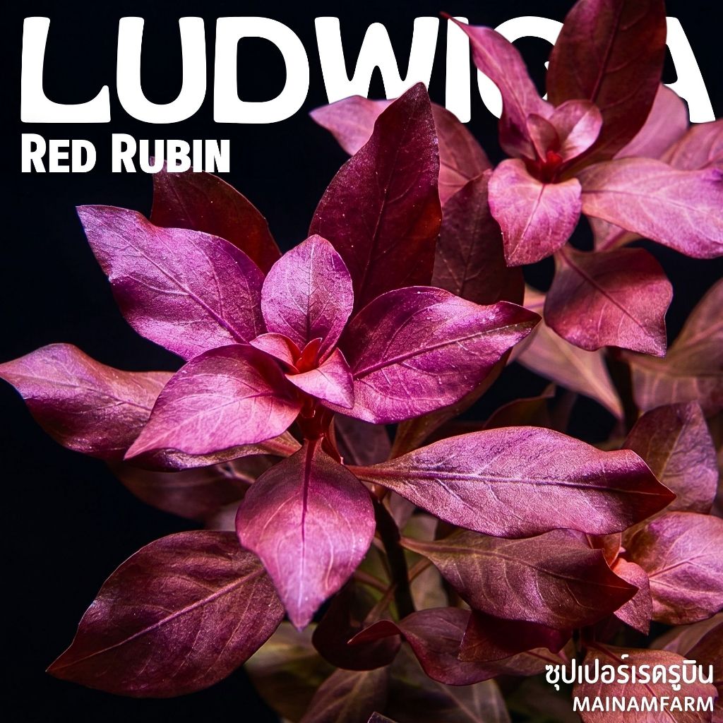 ซูเปอร์เรด “รูบิน” อัญมณีแดงแห่งโลกไม้น้ำ - LUDWIGIA SP. SUPER RED RUBIN ต้นไม้น้ำ