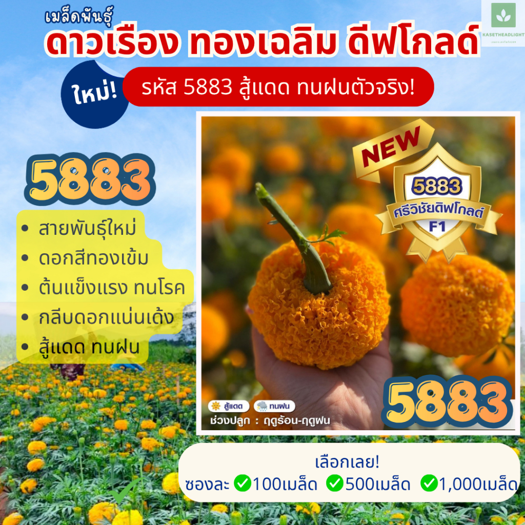 ใหม่! 5883 ทองเฉลิม ศรีวิชัย ดีฟโกลด์ สู้แดด ทนฝน ดาวเรือง ดอกจัมโบ้ เมล็ดพันธุ์ดอกดาวเรือง
