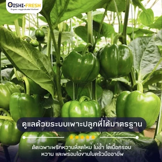 🛒Oishi-Fresh 🫑พริกหวาน ปลอดสารพิษ 1 กก. รสชาติกรอบ สด ใหม่ ใยอาหารสูง หวานออร์แกนิค เคลมได้ 1-2 วัน
