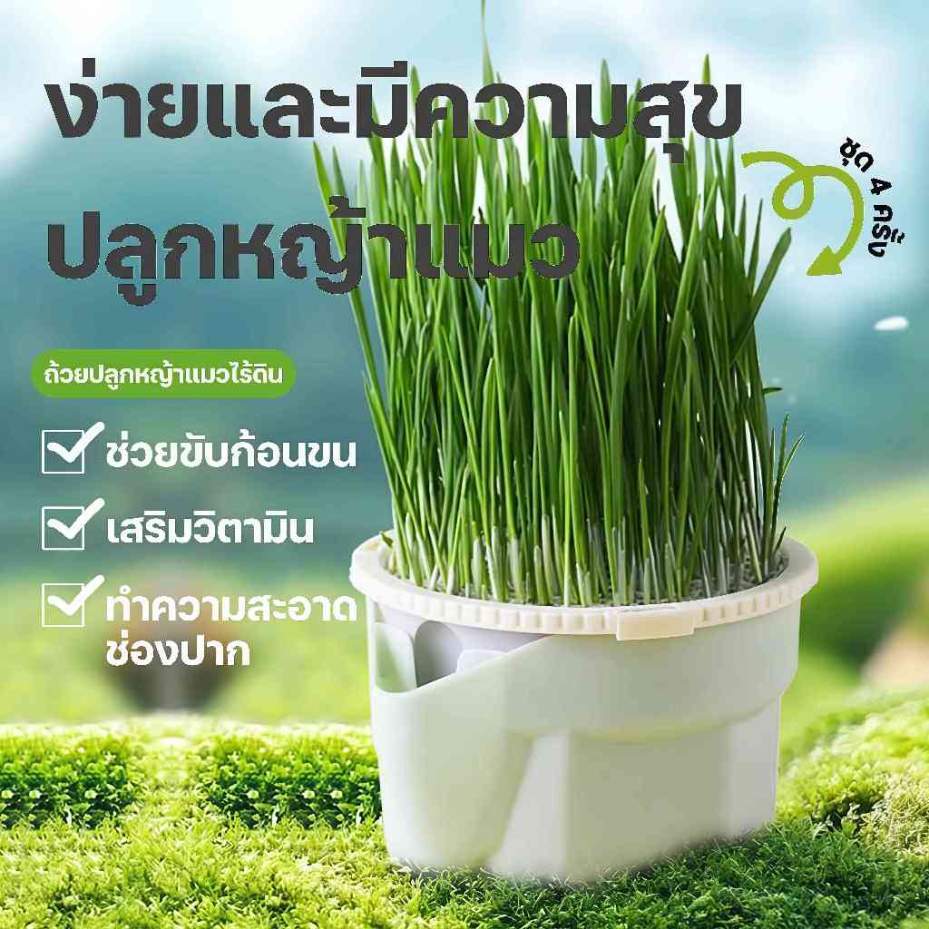 หญ้าแมวปลูกในกระถางแบบไฮโดรโปนิกส์โดยไม่ใช้ดิน ผลิตภัณฑ์กำจัดขน หญ้าแมวปลูกง่ายสำหรับลูกแมว ขนมแมว และหญ้าแมวพร้อมกิน