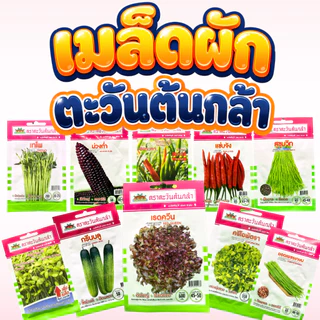 เมล็ดผักซอง ตราตะวันต้นกล้า เมล็ดผักคุณภาพดี (**ผักซอง**) เมล็ดผักบุ้ง ผักสลัด พริก ผักชี แตงกวา