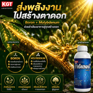 KGT การ์เตอร์ ปุ๋ยน้ำอะมิโนเข้มข้น 20 ชนิด สกัดจากปลาทะเล เพิ่มพลังงานพืช กระตุ้นการออกดอก ปุ๋ยเหลว ขนาด 1 ลิตร