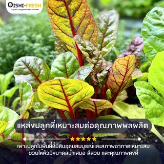 🛒Oishi-Fresh🥬บีทรูท ปลอดสารพิษ 1 กก. รสชาติกรอบ สด ใหม่ ใยอาหารสูง หวานออร์แกนิค ผัก เคลมได้ 1-2 วัน