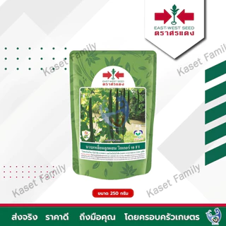 เมล็ดพันธุ์บวบเหลี่ยม บวบเหลี่ยม วิกเกอร์ เอ ขนาด 320เมล็ด / 1600 เมล็ด ตราศรแดง