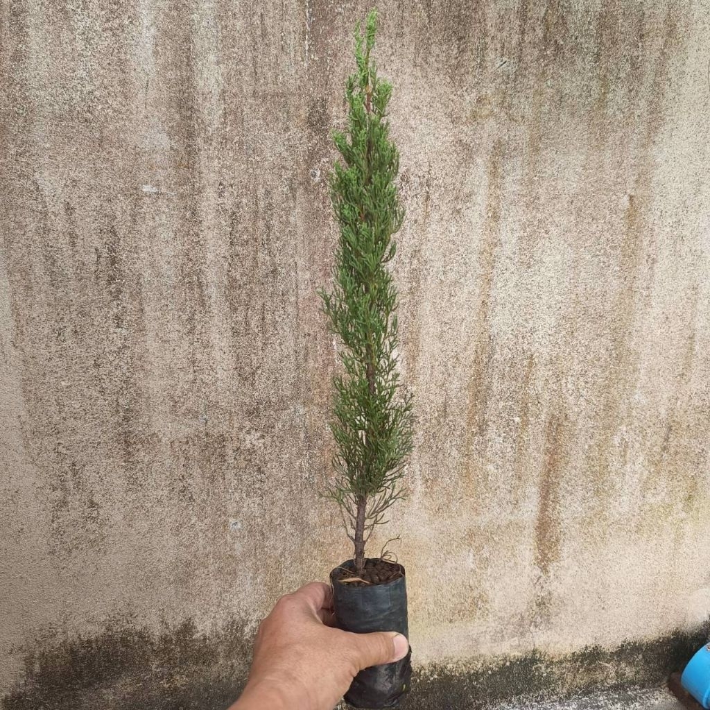 สนอิตาเลี่ยนไซเปรส (Cupressus sempervirens) 🌲 ไซร้น่ารัก สูงประมาน 40 ซม.