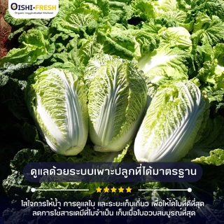 🛒Oishi-Fresh🥬ผักกาดขาว ปลอดสารพิษ 1 กก. รสชาติกรอบ สด ใหม่ ใยอาหารสูง หวานออร์แกนิค เคลมได้ 1-2 วัน