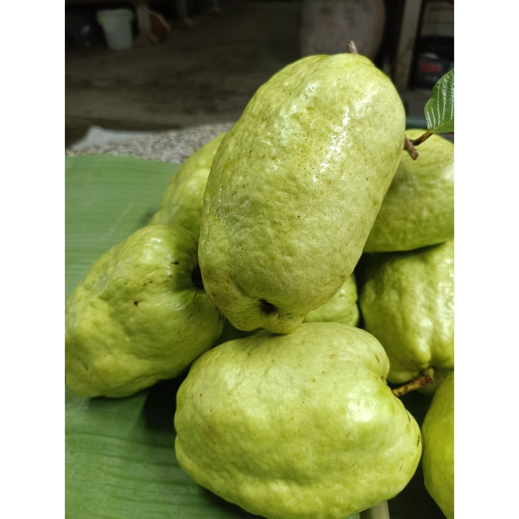 ฝรั่งสาลี่ทอง (หรือ ฝรั่งสาลี่สีทองไร้เมล็ด) เป็นสายพันธุ์ฝรั่งยอดนิยม โดดเด่นด้วยผลใหญ่ ผิวสีเหลืองทอง เนื้อหวานกรอบอม