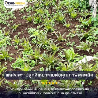 🛒Oishi-Fresh🥬โอซุน ปลอดสารพิษ 1 กก. รสชาติกรอบ สด ใหม่ ใยอาหารสูง หวานออร์แกนิค เคลมได้ 1-2 วัน