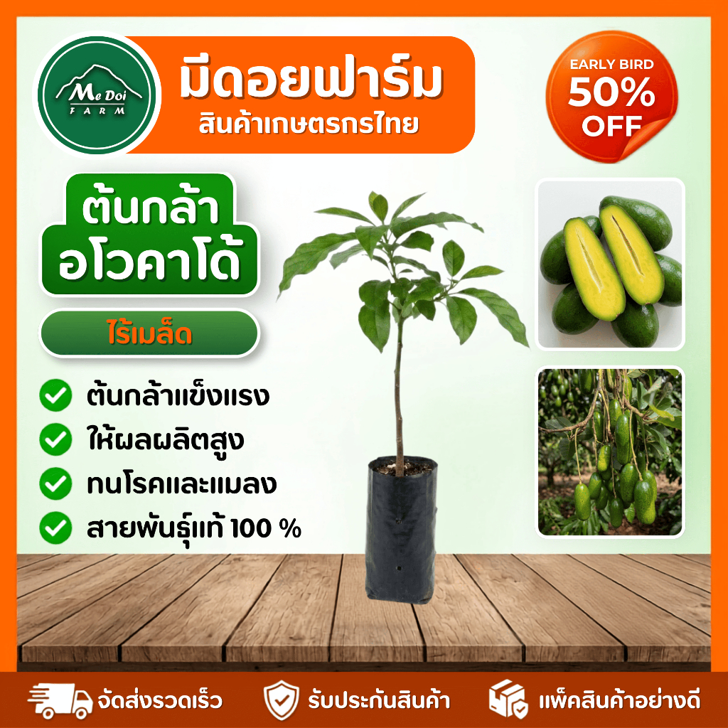 ต้นกล้าอโวคาโด้สายพันธุ์ไร้เมล็ด Seedless Avocado เสียบยอดแท้ ผลเรียวยาว เนื้อหนึบมันเนย พร้อมปลูก
