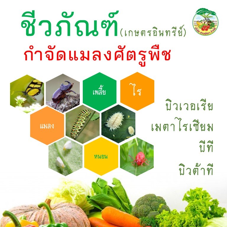 ชีวภัณฑ์บิวเวอเรีย บิวเวอร์เรีย เมตาไรเซียม เมทาไรเซียม เมธาไรเซียม บีที บิวต้าที เชื้อราป้องกัน กำจัด และควบคุมศัตรูพืช