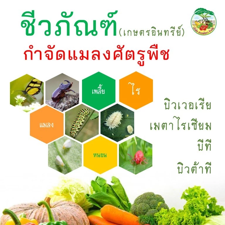 ชีวภัณฑ์บิวเวอเรีย บิวเวอร์เรีย เมตาไรเซียม เมทาไรเซียม เมธาไรเซียม บีที บิวต้าที เชื้อราป้องกัน กำจัด และควบคุมศัตรูพืช