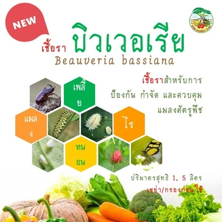 ชีวภัณฑ์บิวเวอเรีย บิวเวอร์เรีย เมตาไรเซียม เมทาไรเซียม เมธาไรเซียม บีที บิวต้าที เชื้อราป้องกัน กำจัด และควบคุมศัตรูพืช