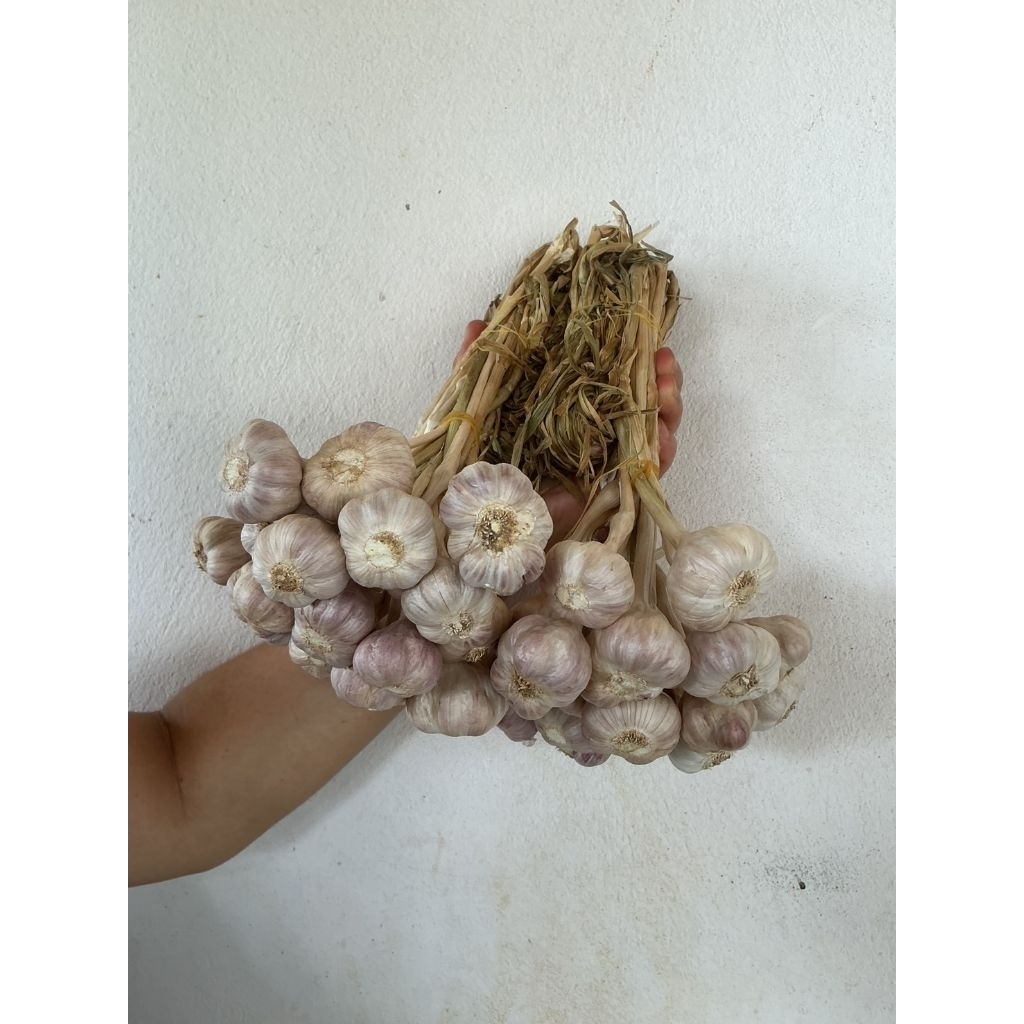 กระเทียม กระเทียมราคาถูก กระเทียมไทยมัดจุก ขนาด 1 กก. กระเทียมใหม่ปี 69 ไม่ลีบ ไม่ฝ่อ เก็บไว้ได้นาน